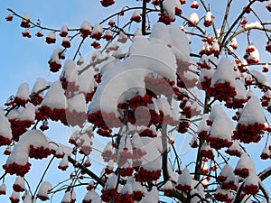 Red mountain ash berries in snow