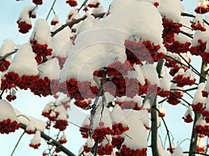 Red mountain ash berries in snow