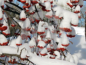 Red mountain ash berries in snow