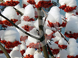 Red mountain ash berries in snow