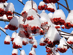 Red mountain ash berries in snow