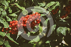 Red mountain ash on a branch in the green foliage