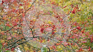 Red mountain ash on a cloudy autumn day. Clusters of rowan sway in the wind. Red berry berries closeup in autumn fall