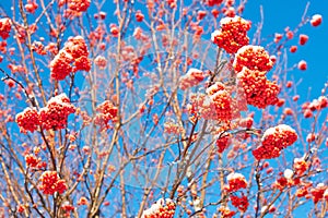 Red mountain ash covered with snow against the blue sky. Natural background