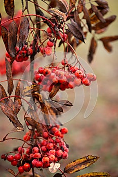 Red mountain ash in the fall