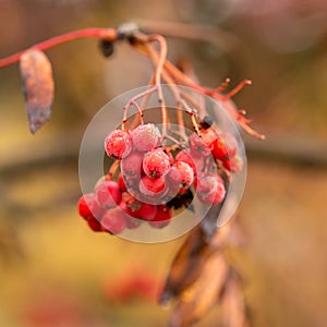 Red mountain ash in the fall