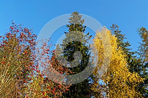 Red mountain ash, green spruce and yellow birch. Vsevolozhsk, Leningrad region