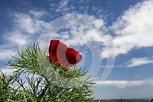 Red mountain peonies (Paeonia tenuifolia) at Zau de Campie