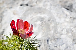 A red mountain peony flower close-up