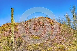 Red Mountain Saguaro Cactus Blooming Sonora Desert Muesum Tucson Arizona