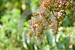 Red mountain spinach seeds in the garden. Atriplex hortensis