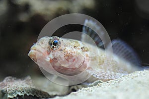 Red-mouthed goby