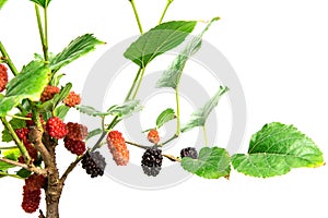 Red Mulberry fruit on tree