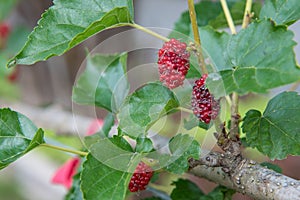 Red mulberry fruit on tree mulberry