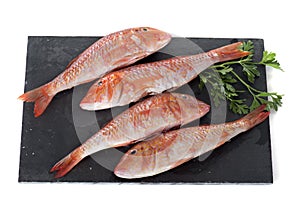 Red mullet