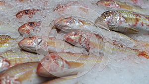 Red mullet fish in the ice. Open showcases of seafood market or fish store.