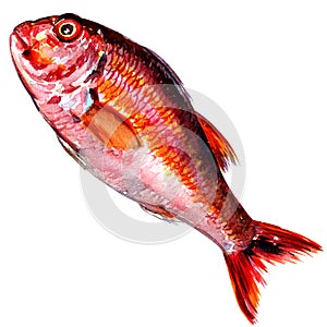Red mullet fish isolated watercolor on white