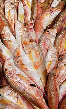 Red mullet fishes