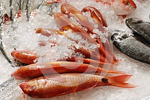 Red mullet on fishmonger's slab
