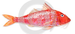 Red mullet