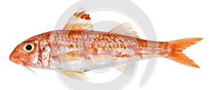 Red mullet isolated. Fresh fish