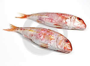 Red Mullet, mullus surmuletus, Fresh fishes against White Background