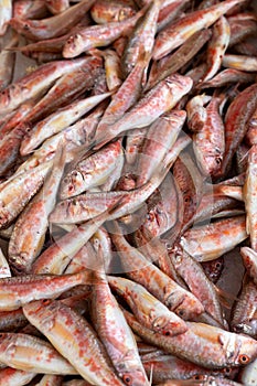 Red mullet stowed on ice close up