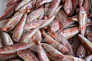 Red mullet stowed on ice at the market