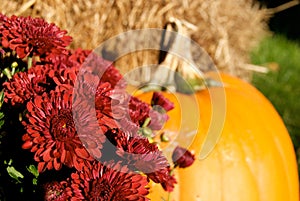 Red Mums And Pumpkin For Halloween