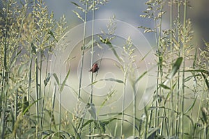 Red Munia bird in a crop field
