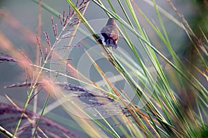 Red munia female little bird