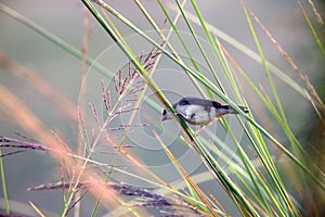 Red munia female little bird