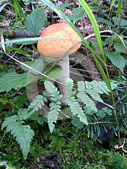 Red mushrom on forest