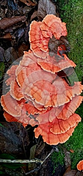 Red mushrom at the woods