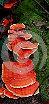 Red mushrom at the woods