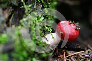 Red mushroom