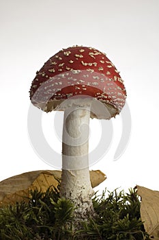 Red mushroom