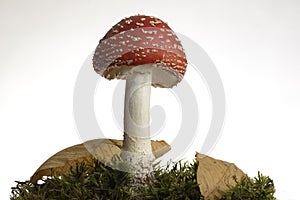 Red mushroom