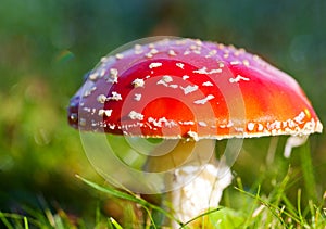 Red mushroom