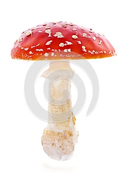 Red mushroom