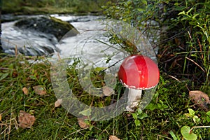 Red mushroom