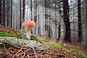 The Red Mushroom