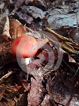 Red mushroom