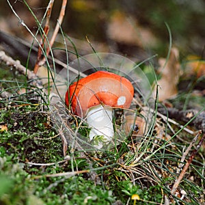 Red mushroom