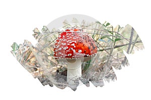 Red mushroom amanita fly agaricus in the autumn forest