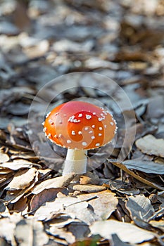 Red mushroom amanita muscaria