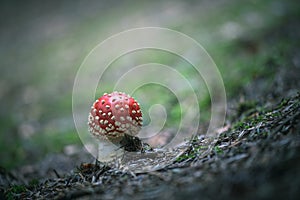 Red mushroom in autumn forest