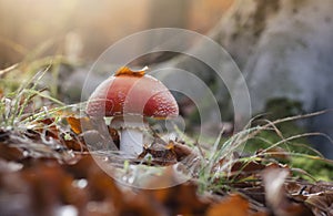 Red mushroom in forest