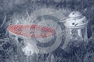 Red mushroom fungi