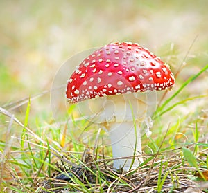 Red mushroom fungi